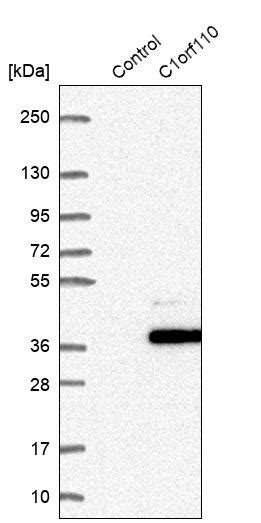 Rabbit Polyclonal Anti Ccdc190 Antibody Buy For Research Highly