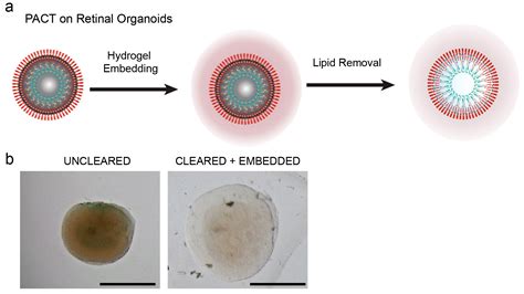 Cells Free Full Text A Cleared View On Retinal Organoids