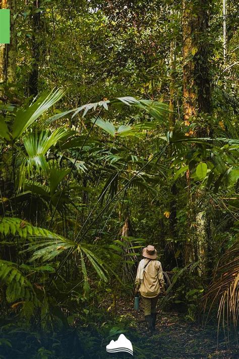 Floresta Amaz Nica Peruana Ecoturismo E Excurs Es Viagem Machu