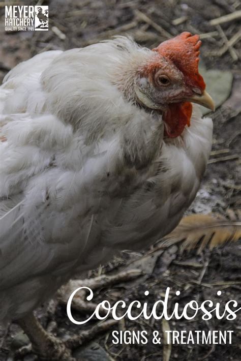 What is coccidiosis signs and treatment in chickens – Artofit