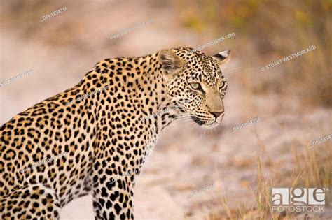 Leopard Sabi Sand Reserve Mpumalanga South Africa Stock Photo