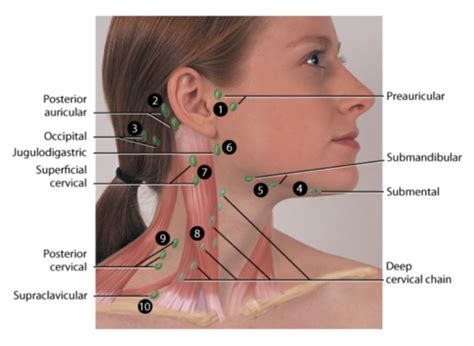 N317 Exam 2 Peripheral Vascular Lymphatic Flashcards Quizlet