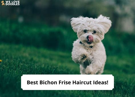 14 Best Bichon Frise Haircut Ideas - With Pictures! (2023) - We Love Doodles