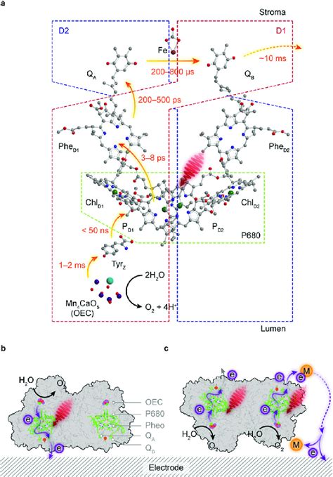 Electron Transfer Pathways In Psii Photoelectrochemistry A Schematic