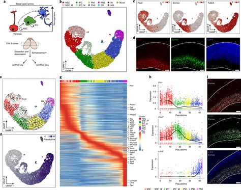 ScRNA Seq Analysis Of Mouse E14 5 Cortical Development A Schematic