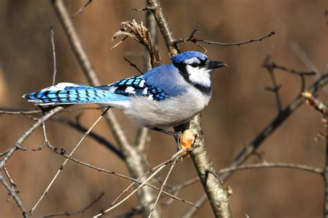 Birds That Look Like Blue Jays The Ultimate Bird Guide