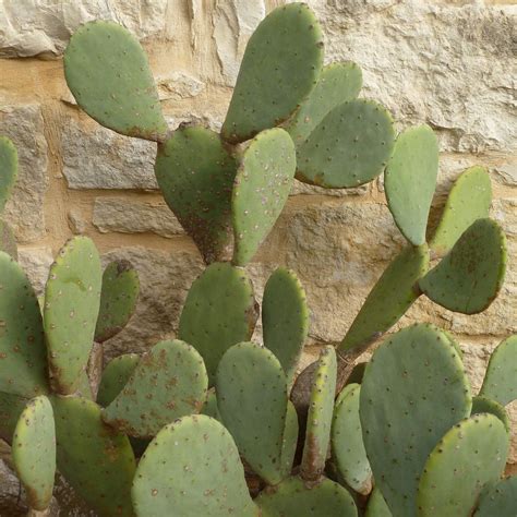 Prickly Pear Cactus