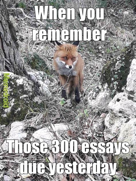 Fox Meme