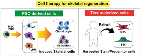 Ijms Free Full Text The Progress Of Stem Cell Technology For