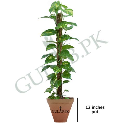 Money Plant | Prosperity in Your Space | Gulab.pk