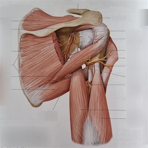 Diagram Deeltoets Arteriae En Nervi Bovenarm Dorsaal Quizlet