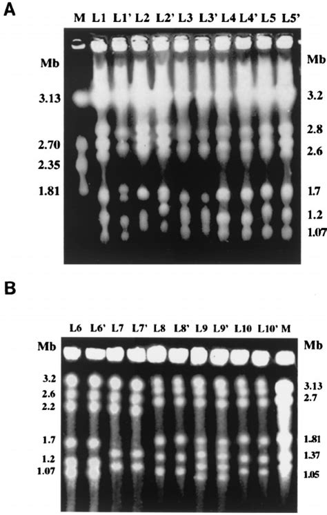 Pulsed Field Gel Electrophoretic Separation Of Chromosome Sized DNA Of