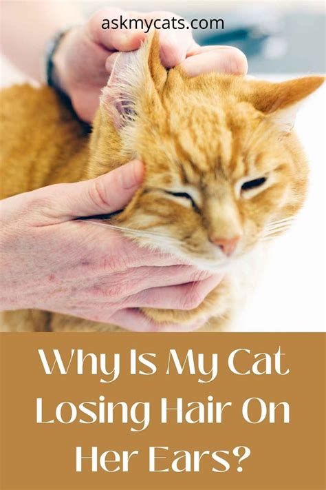 Why Is My Cat Losing Hair All Over Understanding The Causes And Solutions Best Simple