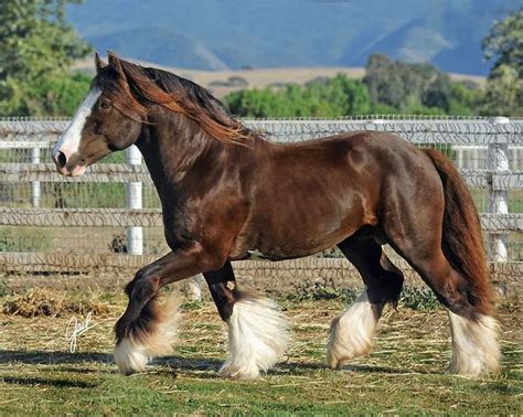 Akhal Teke Andalusian Appaloosa Arabian Cleveland Bay Clydesdale