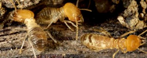 Termite Control Brisbane Cbd