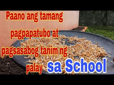 Palay Itinanim Ko Sa School How To Plant Rice Easily Youtube