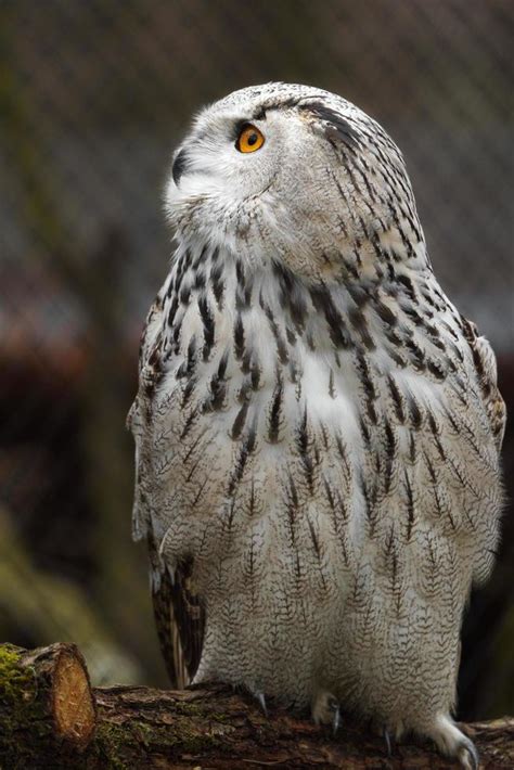 Eurasian eagle owl 17685534 Stock Photo at Vecteezy