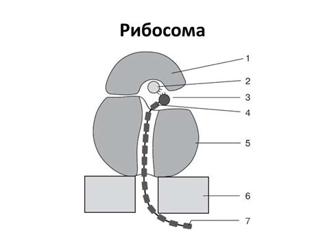 Рибосомы рисунок биология (50 фото)