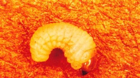 Southern Pine Beetle Identification Life Cycle Facts Pictures