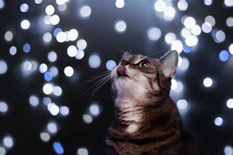 Cat Hd Wallpaper 4k Pixlith