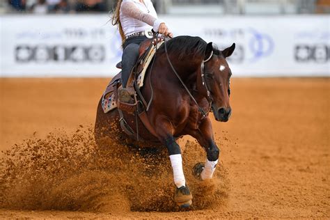 Horse Activities: Reining