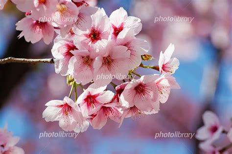 薄いピンク色の桜の花 写真素材 1306946 フォトライブラリー Photolibrary