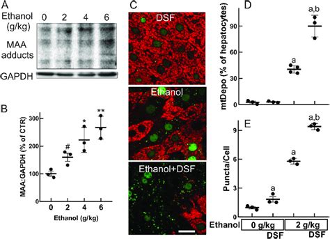 Malondialdehyde Acetaldehyde Adducts After Ethanol Treatment And