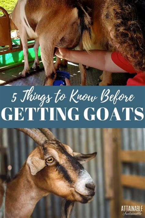 Nigerian Dwarf Goats Everything You Need To Know Artofit