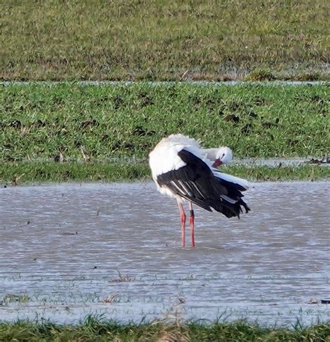 Wei Storch Wei Storch Ciconia Ciconia C Harald Vorberg