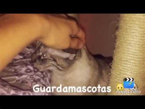 Gatos En Guardamascotas Martina Se Hizo De Rogar Unos D As Pero Al