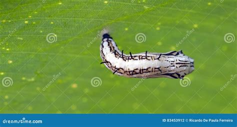 Black And White Chrysalis Under Green Leaf Stock Photo Image Of