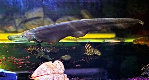 Dragon Knifefish Photo Steve Photos At