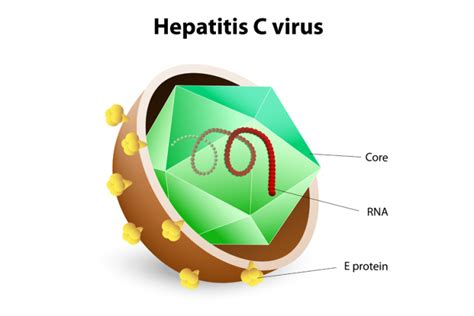 Hepatitis C virus - Alchetron, The Free Social Encyclopedia