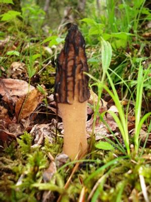 Morel Information On Morel Mushrooms And False Morels By | Kill Cellulite