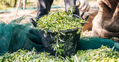 Comment Conserver Les Olives De Son Jardin Housekeeping Magazine