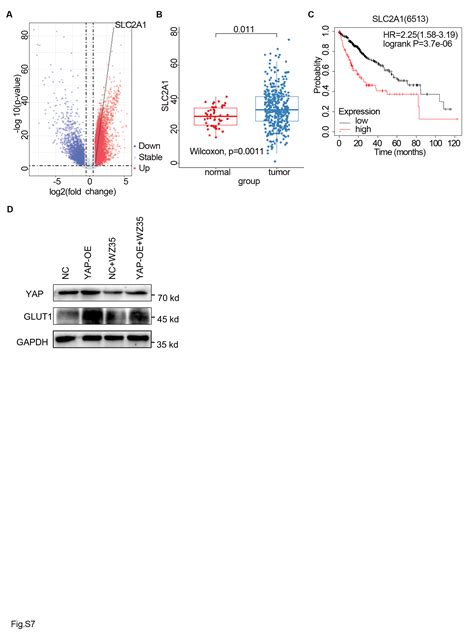 A Novel Small Molecule Glycolysis Inhibitor Wz35 Exerts Anti Cancer