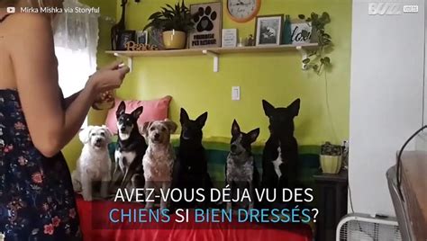 Les Chiens Les Mieux Dress S Au Monde Vid O Dailymotion