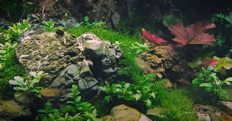 Aquascaping - 10 Best Aquarium Plants - All about home aquariums