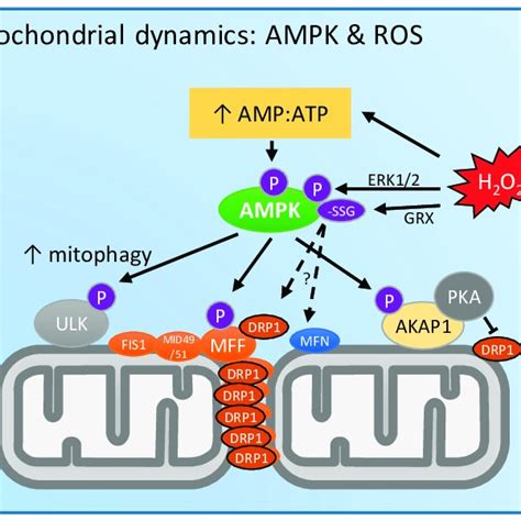 Known And Putative Roles Of 5 Adenosine Monophosphate Amp Activated