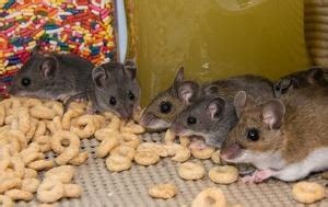 Rodent Rundown Keeping These Dangerous Pests Away From Your Fort Worth