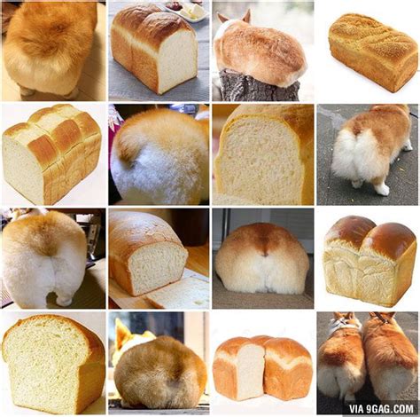 Corgi butt or loaf of bread? - 9GAG