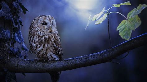 Cute Real Owls Wallpaper