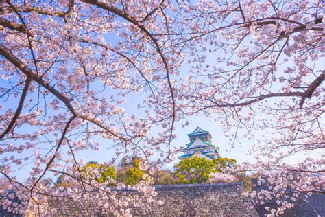 Sakura La Spettacolare Fioritura Dei Ciliegi In Giappone Date E