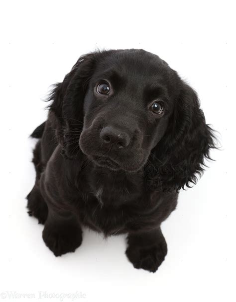 Dog: Black Cocker Spaniel puppy, sitting and looking up photo WP49554