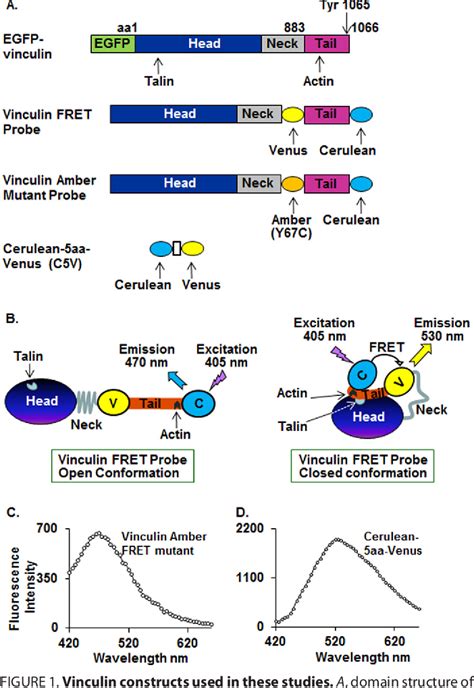 Figure From Vinculin Phosphorylation At Tyr Regulates Vinculin