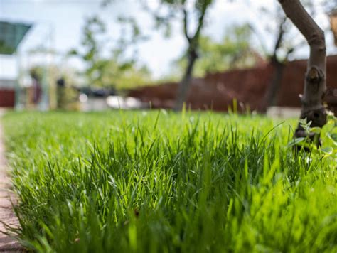 Lawn Care Calendar For Cool Season Grass