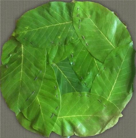 fresh sal leaves at ₹ .80/piece | Joypur | Bankura | ID: 25994586330