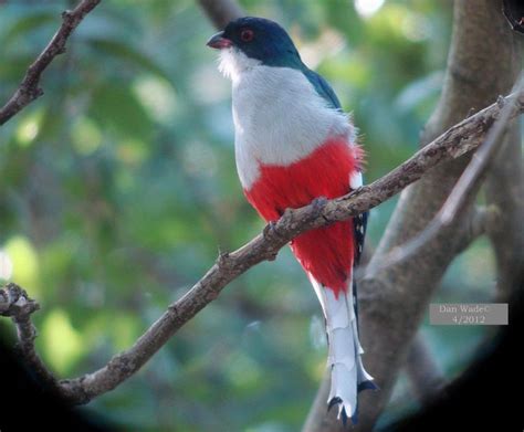 Cuban Tocororo Priotelus Temnurus Cuba Birdwatching Caribbean