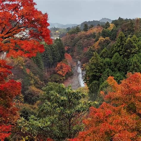 養老渓谷の紅葉情報【2024】 ウェザーニュース