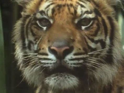 wild animals     episode